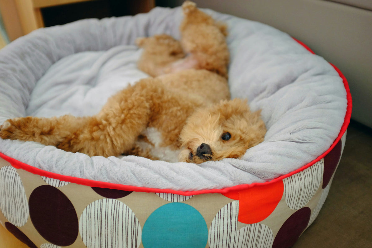Calming donut bed for dogs