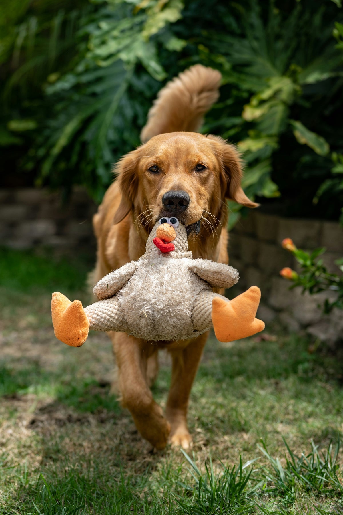 Dog puzzle toy