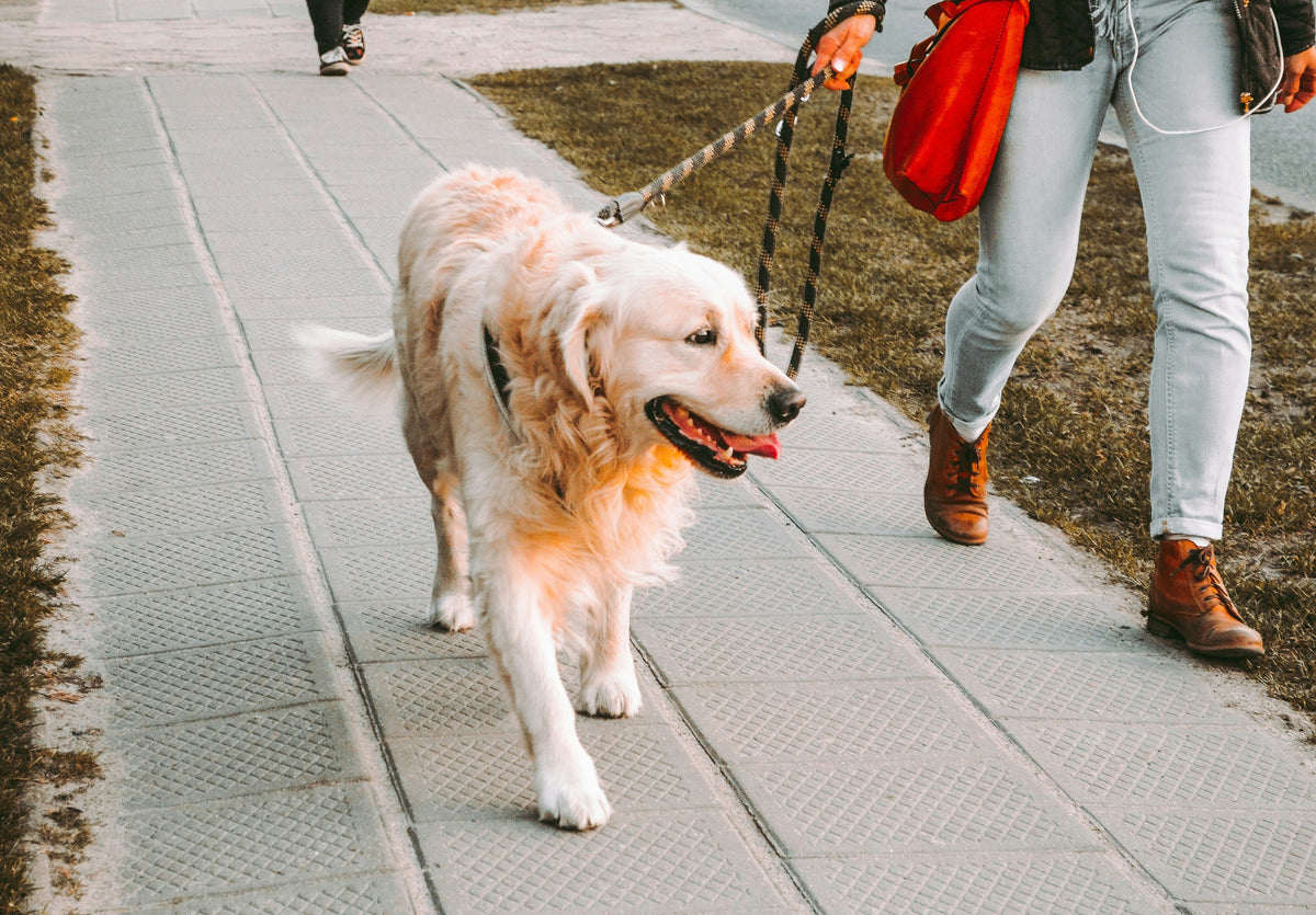 Dog leash and collar