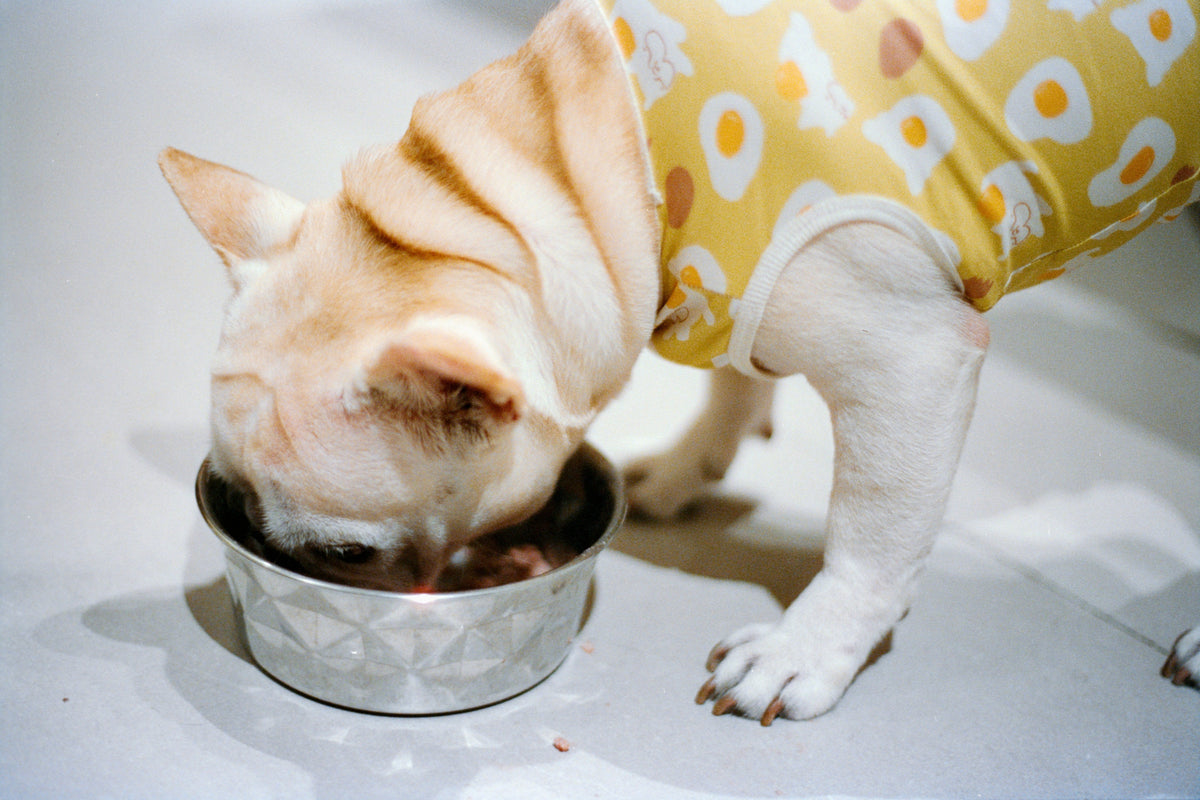 Dog feeding and travel essentials