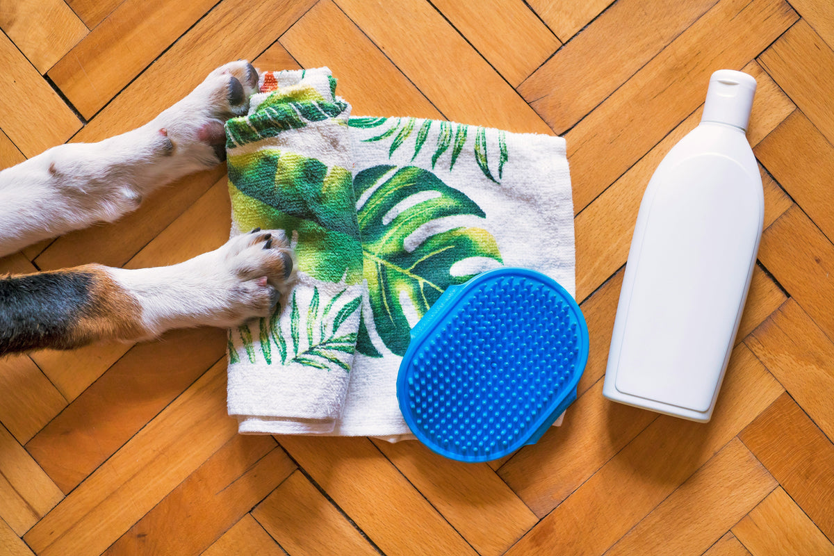 Dog grooming and coat care essentials