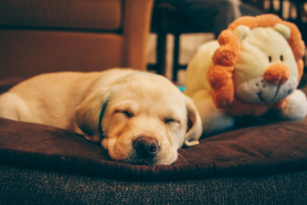 Puppy welcome home starter kit